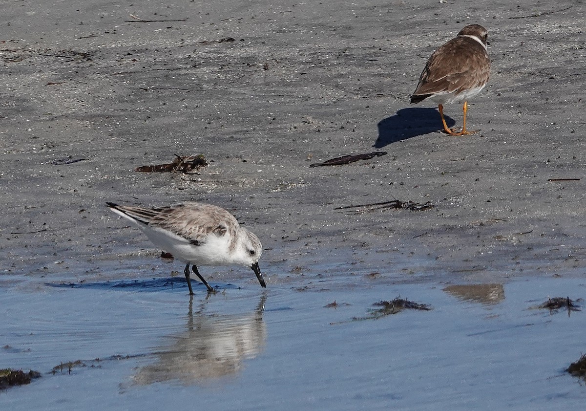 sandløper - ML650513799