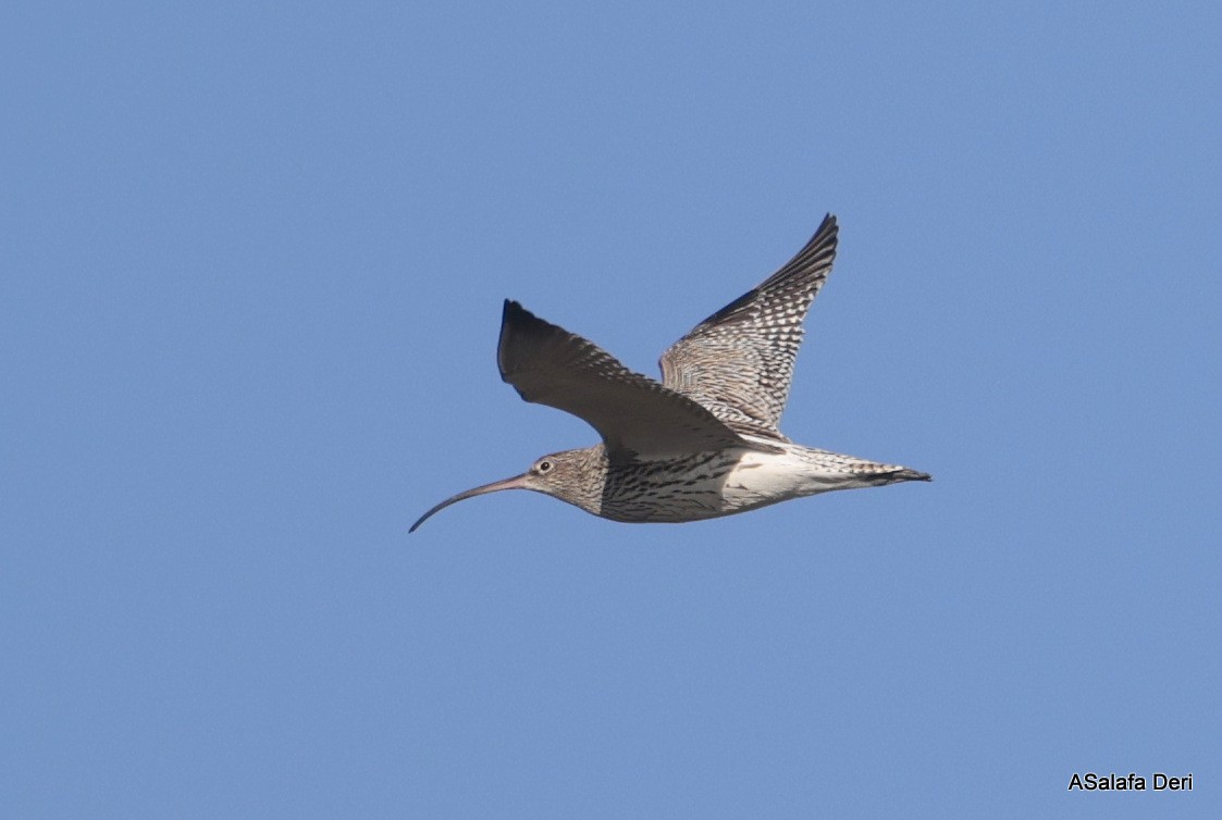 Brachvogel - ML650513874