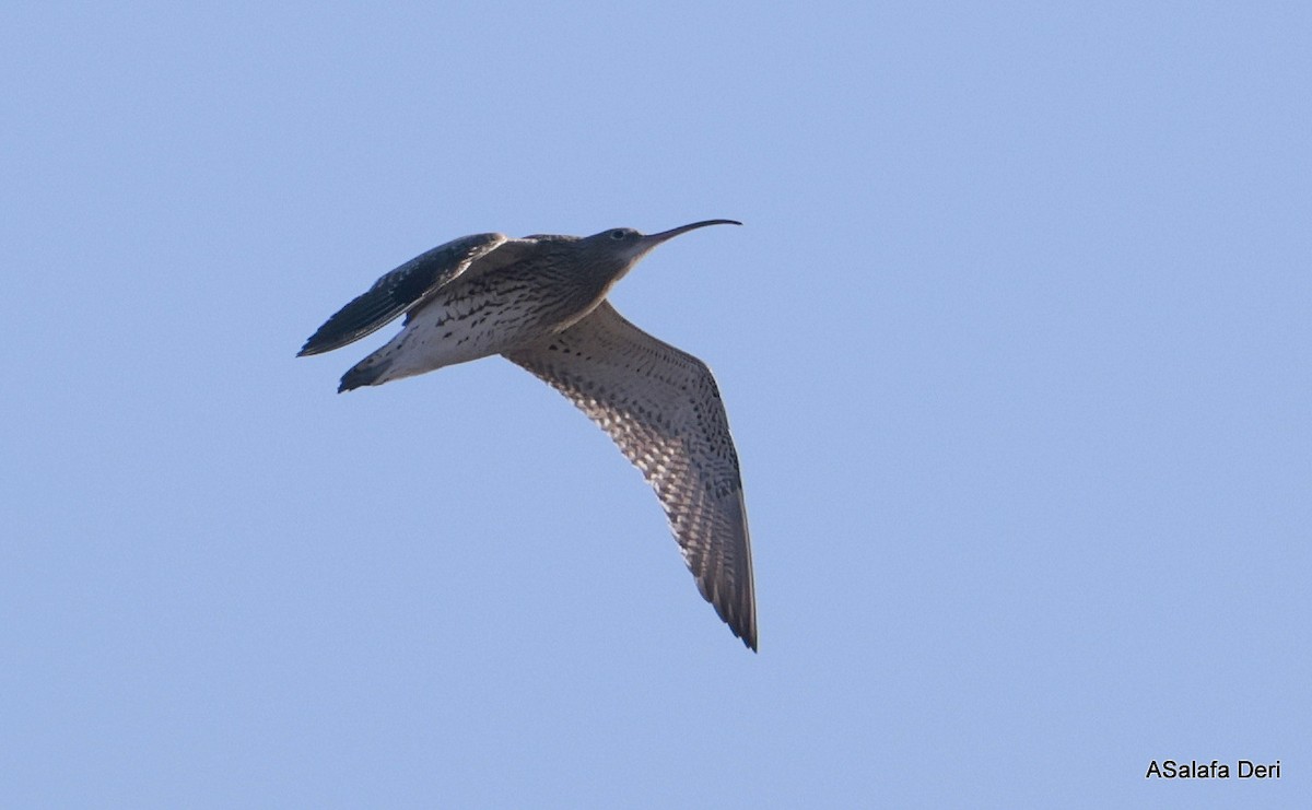 Brachvogel - ML650514116