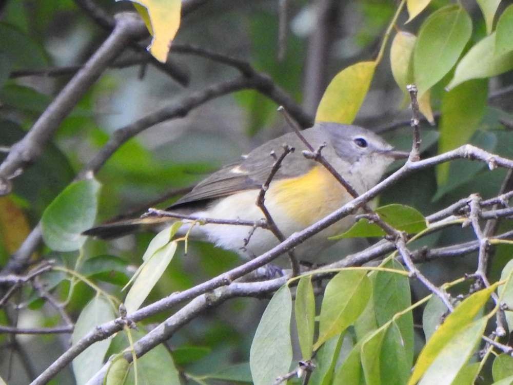 Горихвостковая древесница - ML650514118