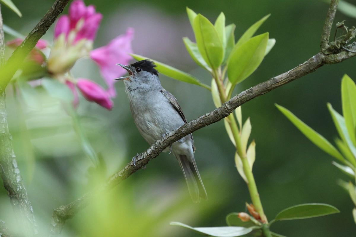 Capinera - ML650514128