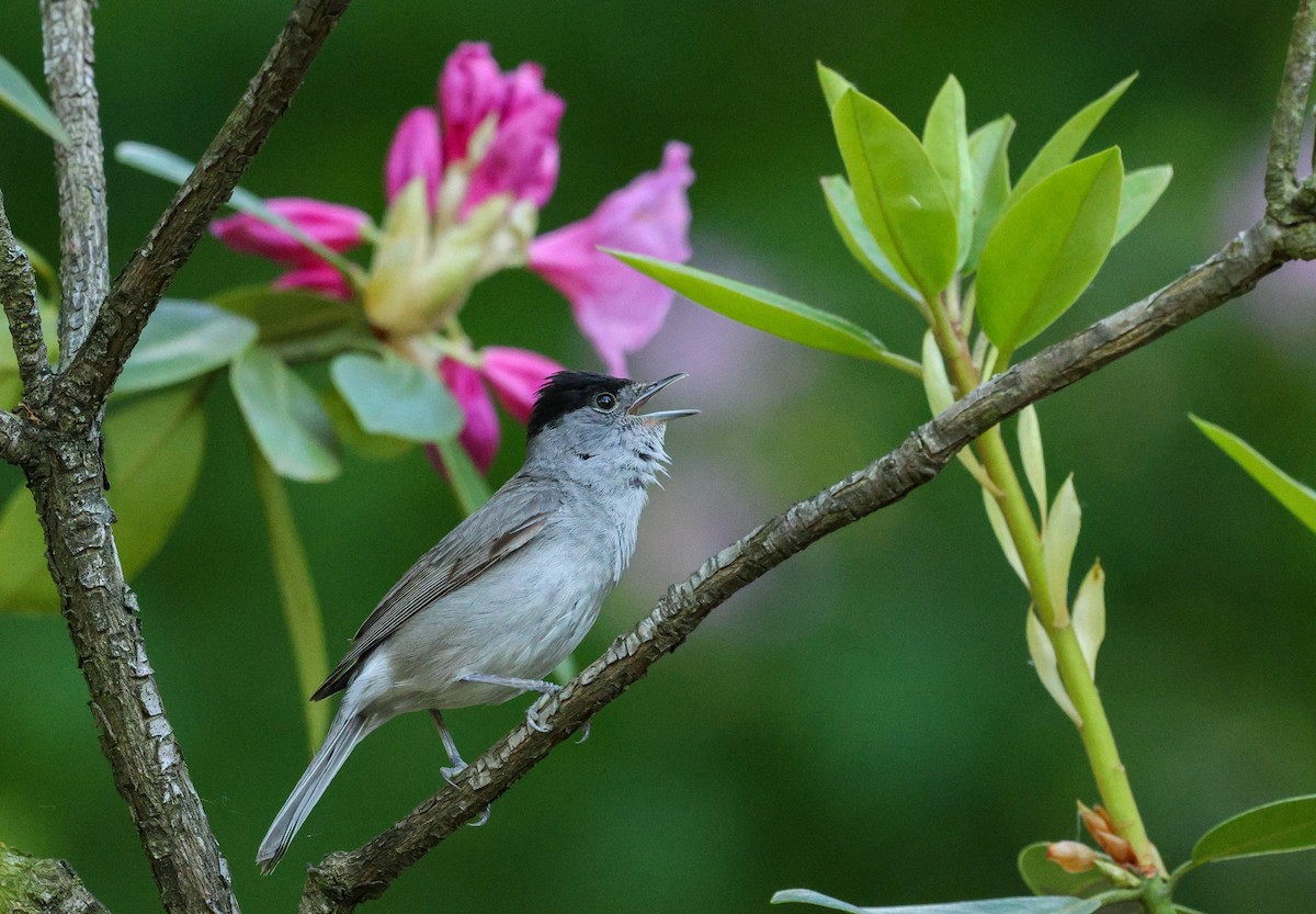 Capinera - ML650514129