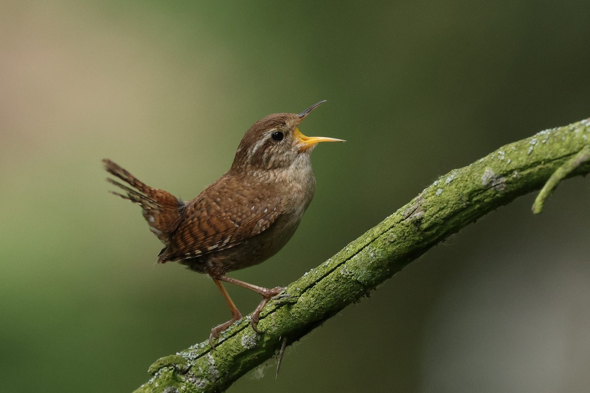 Scricciolo - ML650514175