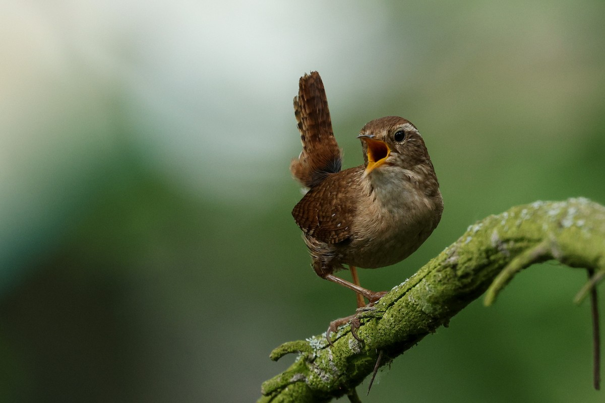 Scricciolo - ML650514176