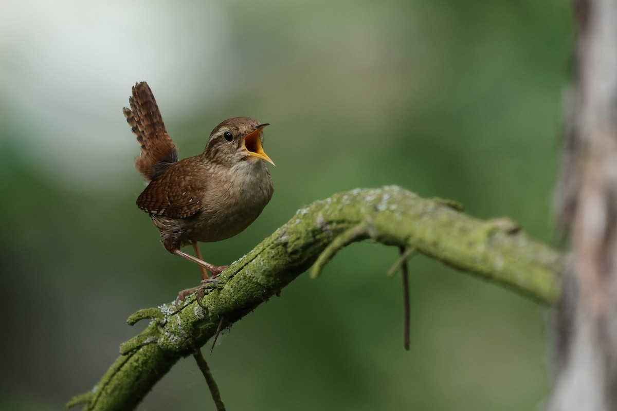 Scricciolo - ML650514180