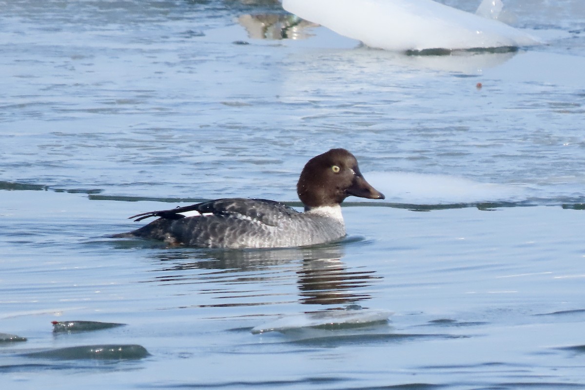 Altıngöz - ML650514366