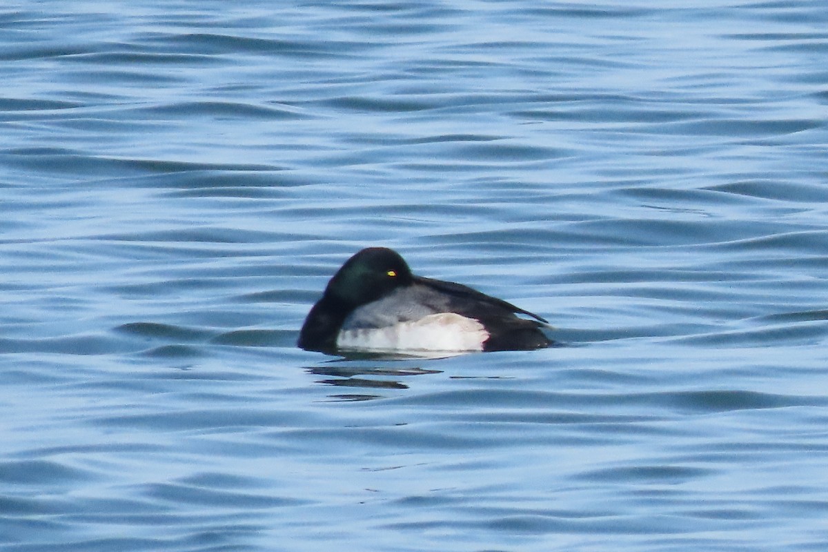 Karabaş Patka - ML650514379