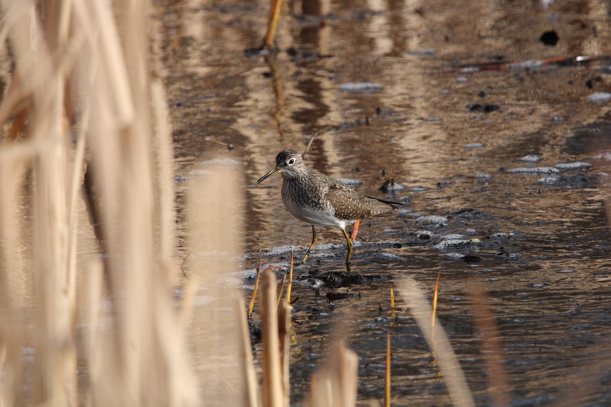Solitary Sandpiper - ML650514449