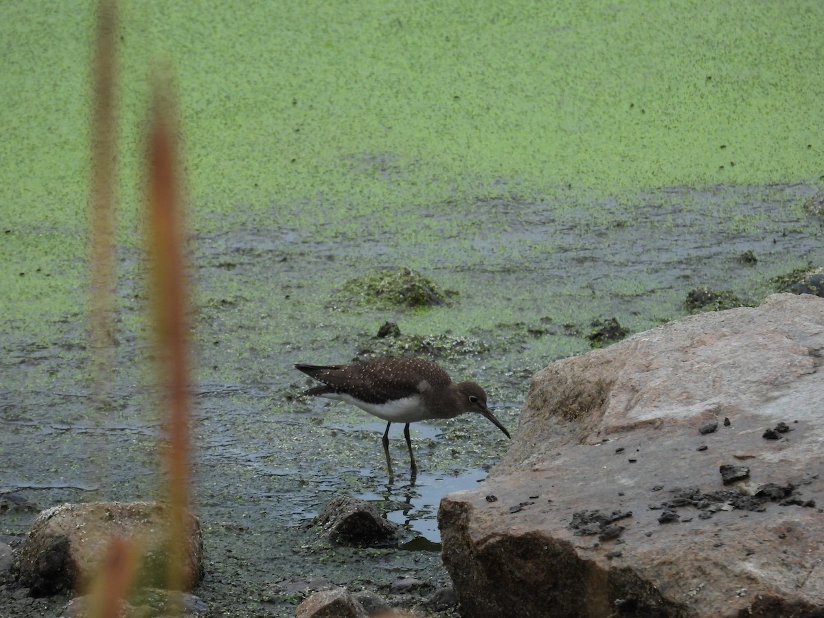 Solitary Sandpiper - ML650514468