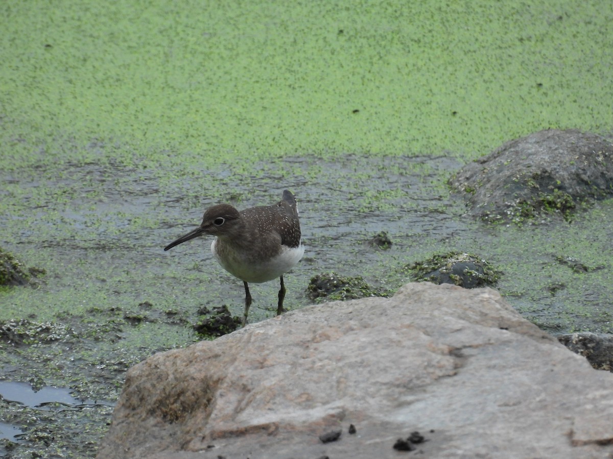 Solitary Sandpiper - ML650514469