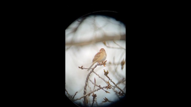 Карнатка польова - ML650514616