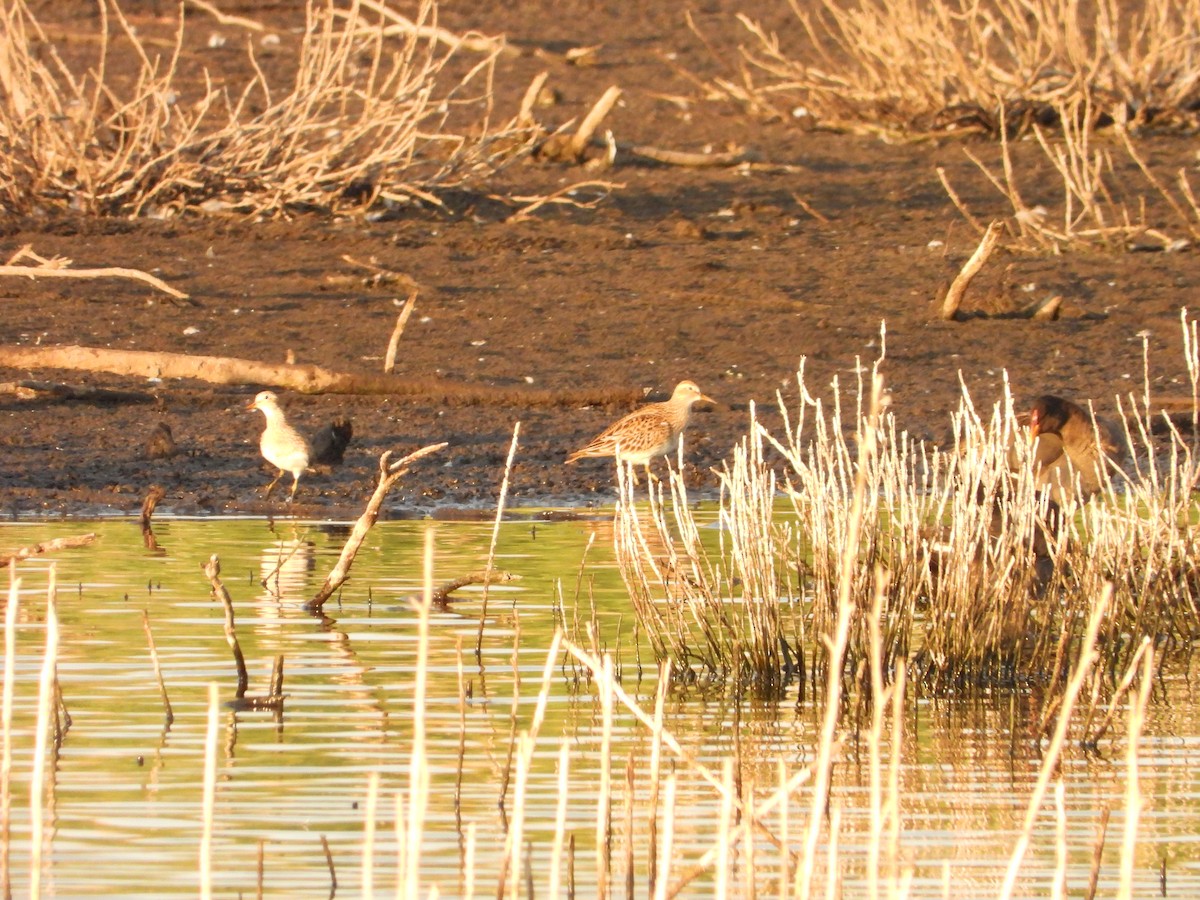 Txirri pektorala - ML650514957