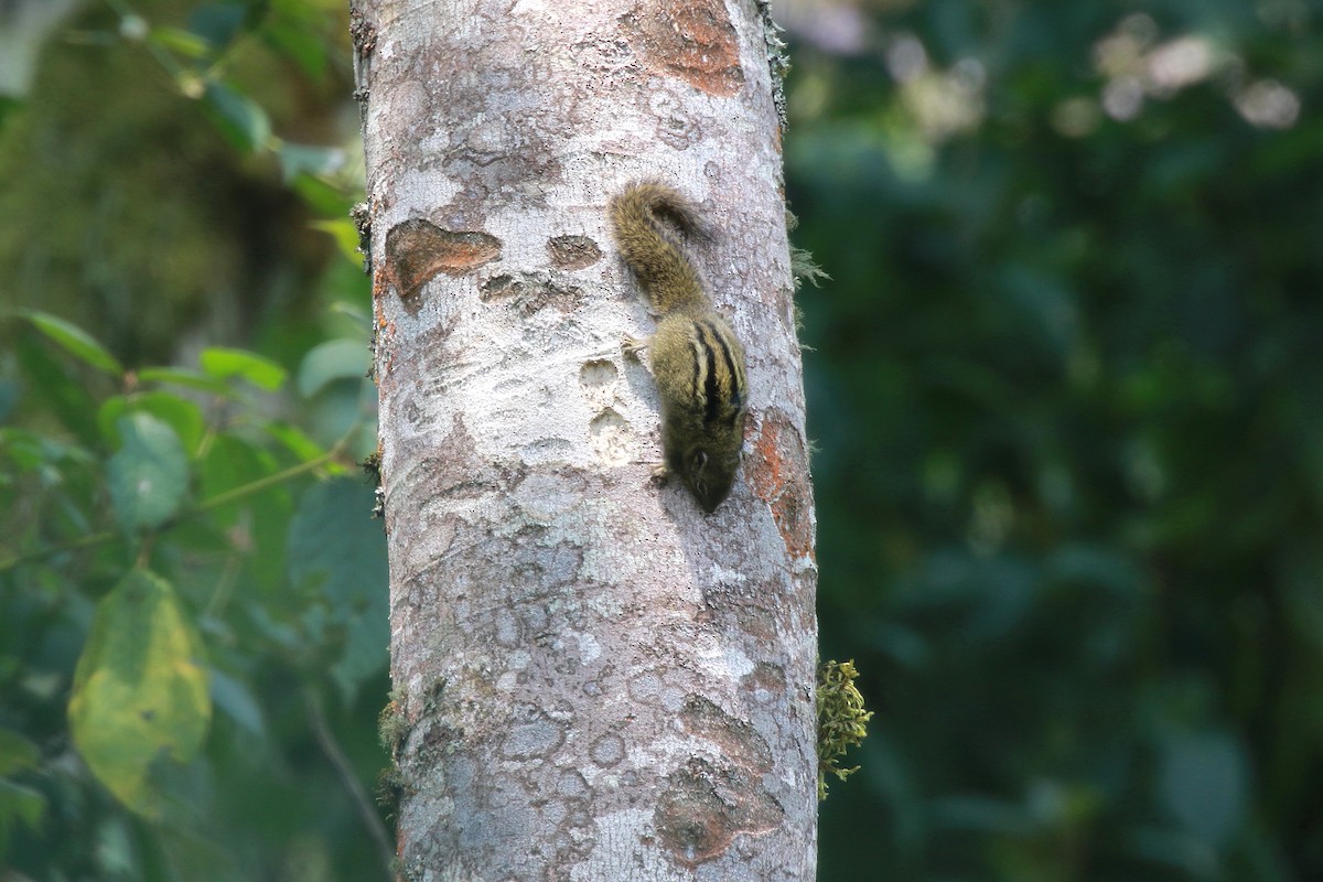 Boehm's Bush Squirrel - ML650514979