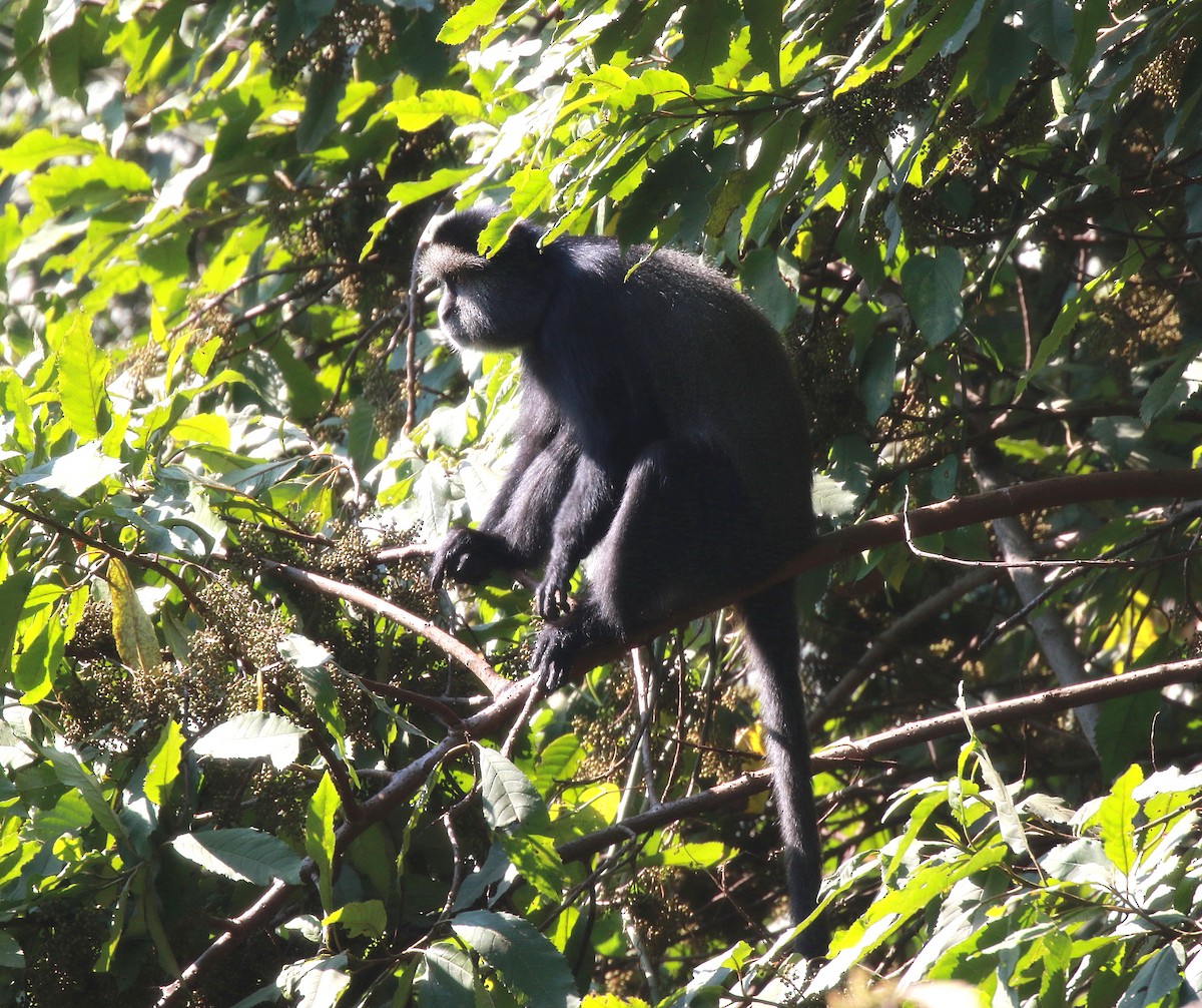 Stuhlmann's Blue Monkey - ML650515098