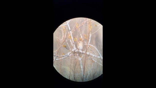 Карнатка польова - ML650515120