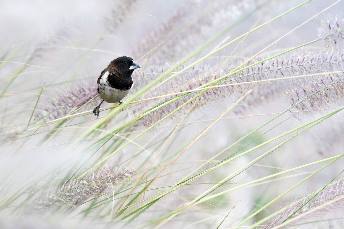 Bronze Mannikin - ML650515147