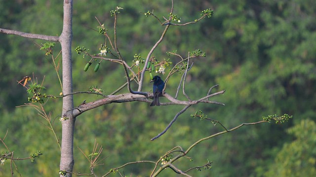 Дронго лірохвостий - ML650515199