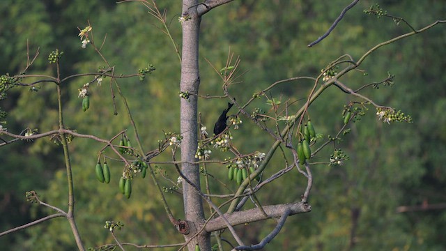 Дронго лірохвостий - ML650515200