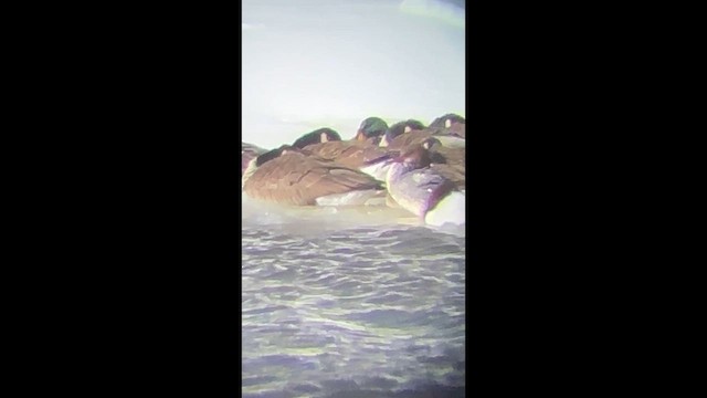 Canvasback - ML650515206