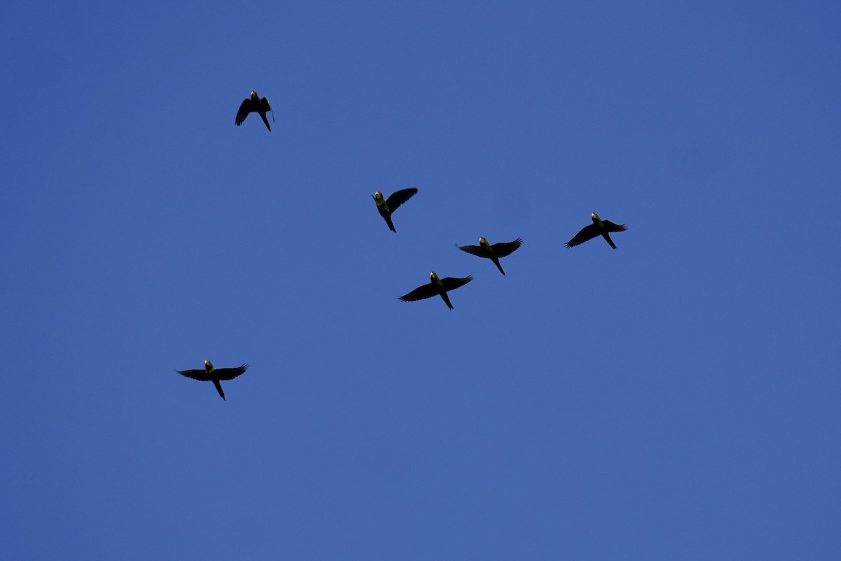 Scarlet-fronted Parakeet - ML650515415