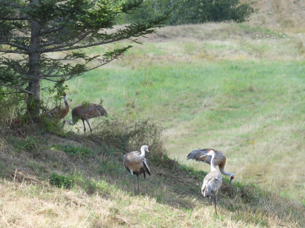 Kanadakranich - ML650515525