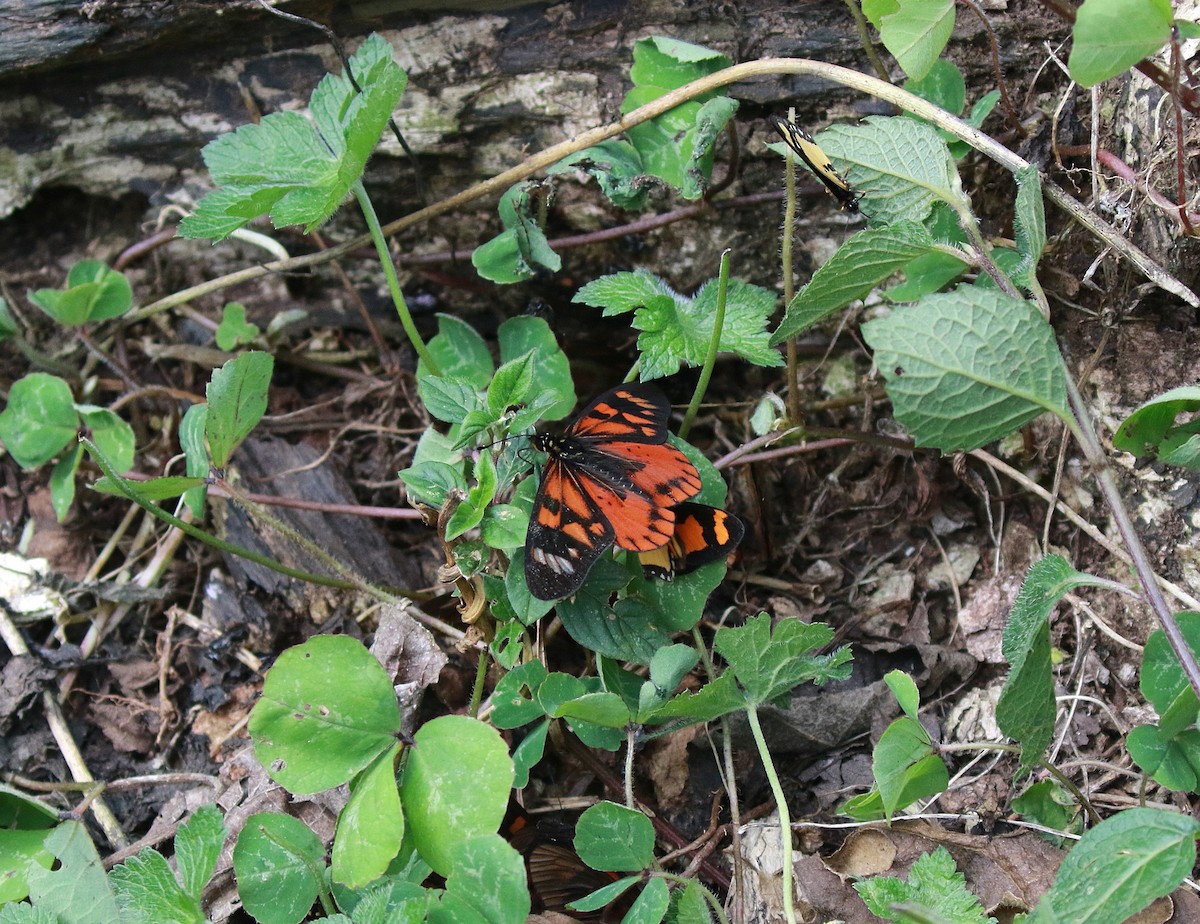 Falcate Amber - ML650515961