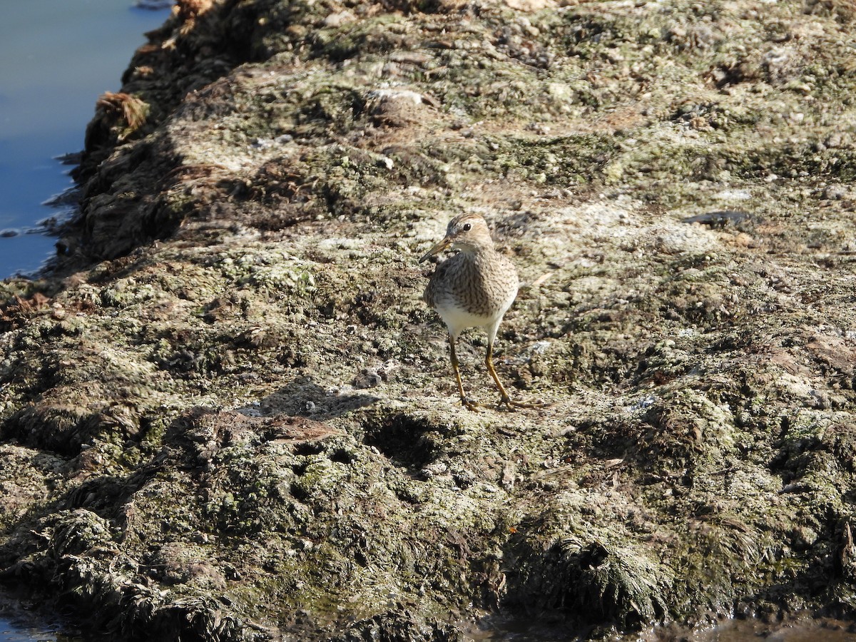 Txirri pektorala - ML650516161