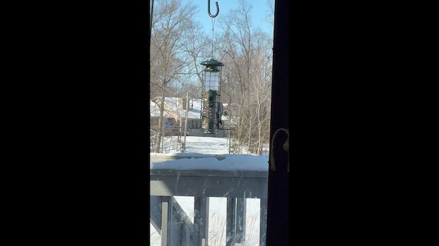 Red-bellied Woodpecker - ML650516170