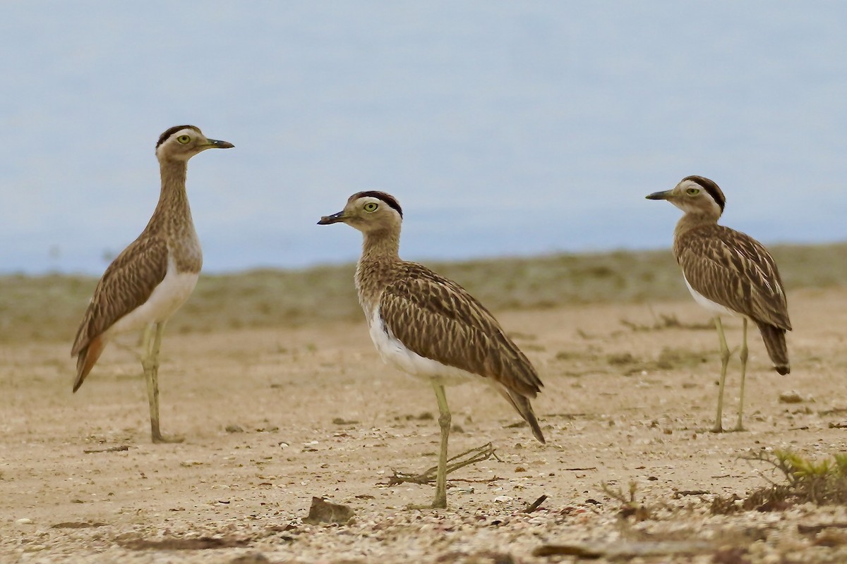 Double-striped Thick-knee - ML650516276