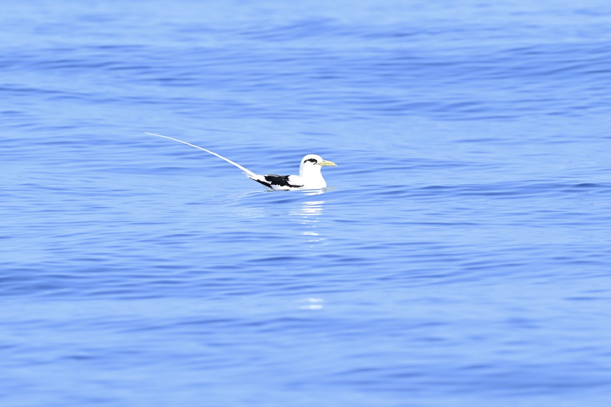 småtropikkfugl (dorotheae) - ML650516283