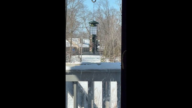 Red-bellied Woodpecker - ML650516322