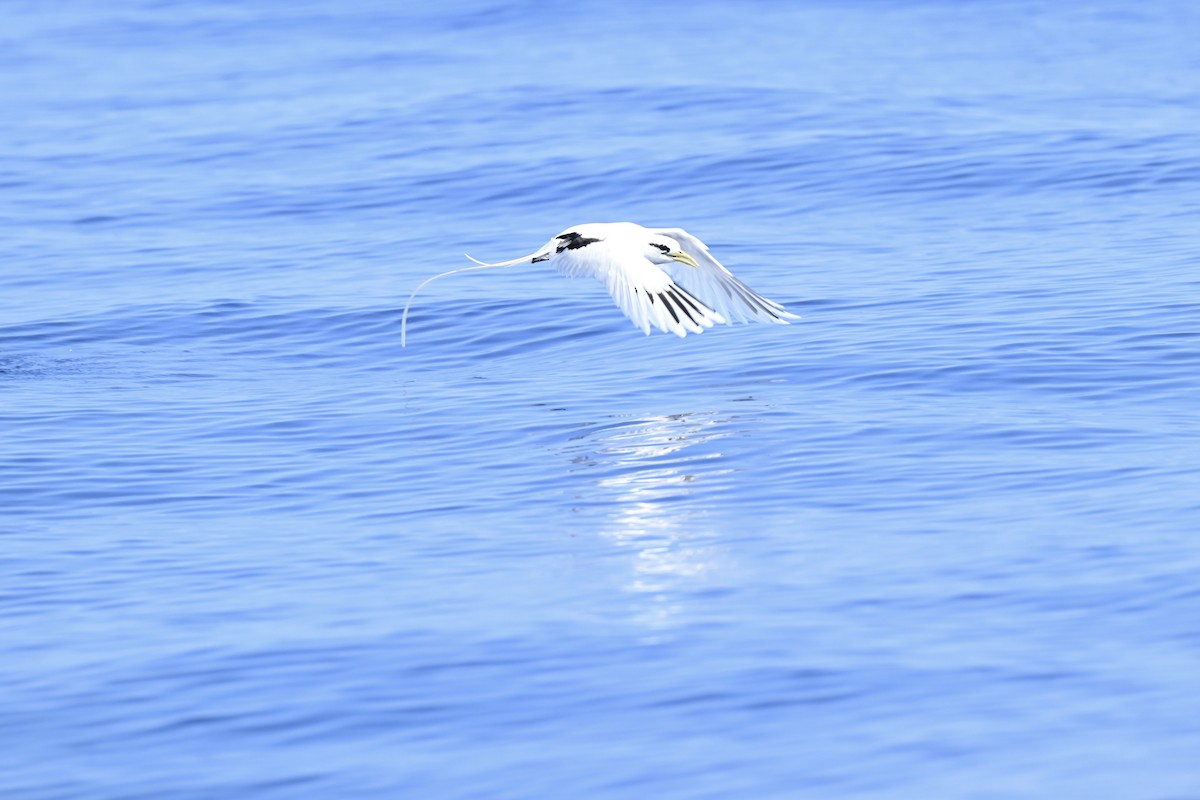 småtropikkfugl (dorotheae) - ML650516330