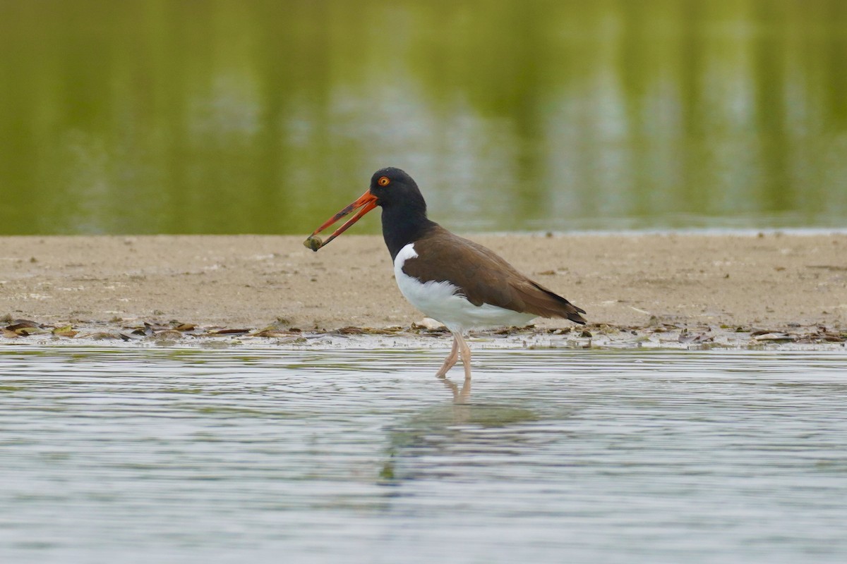American Oystercatcher - ML650516501