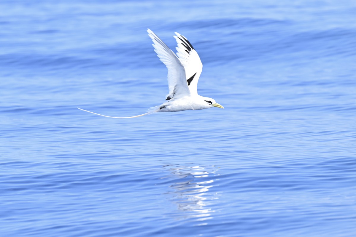 småtropikkfugl (dorotheae) - ML650516522