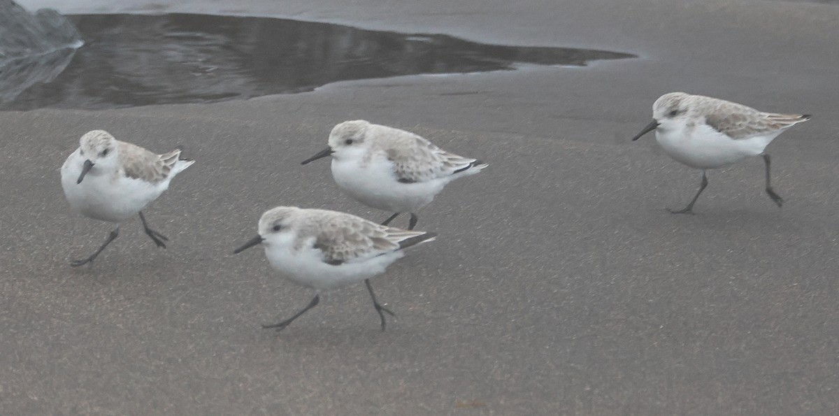 sandløper - ML650516692