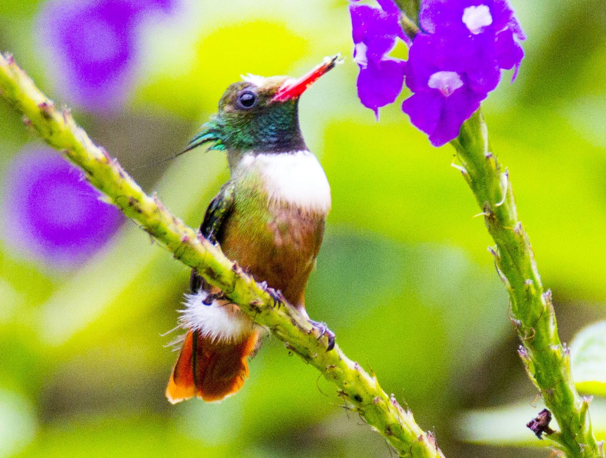 White-crested Coquette - ML65051671