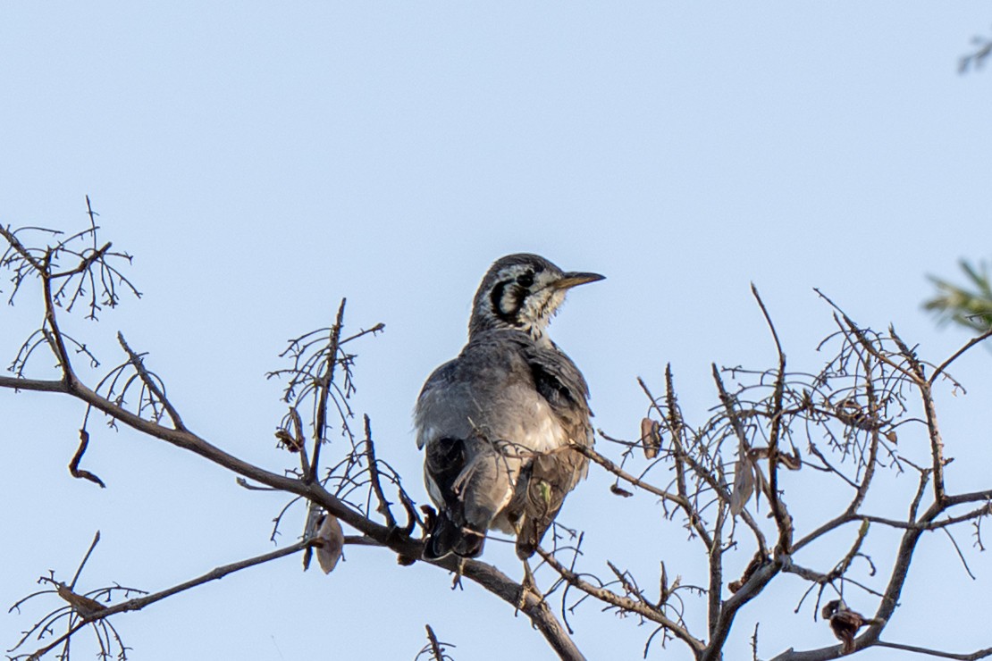 Groundscraper Thrush - ML650516905