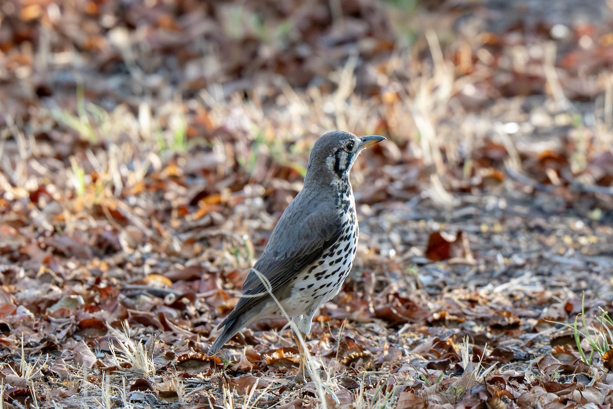 Groundscraper Thrush - ML650516906