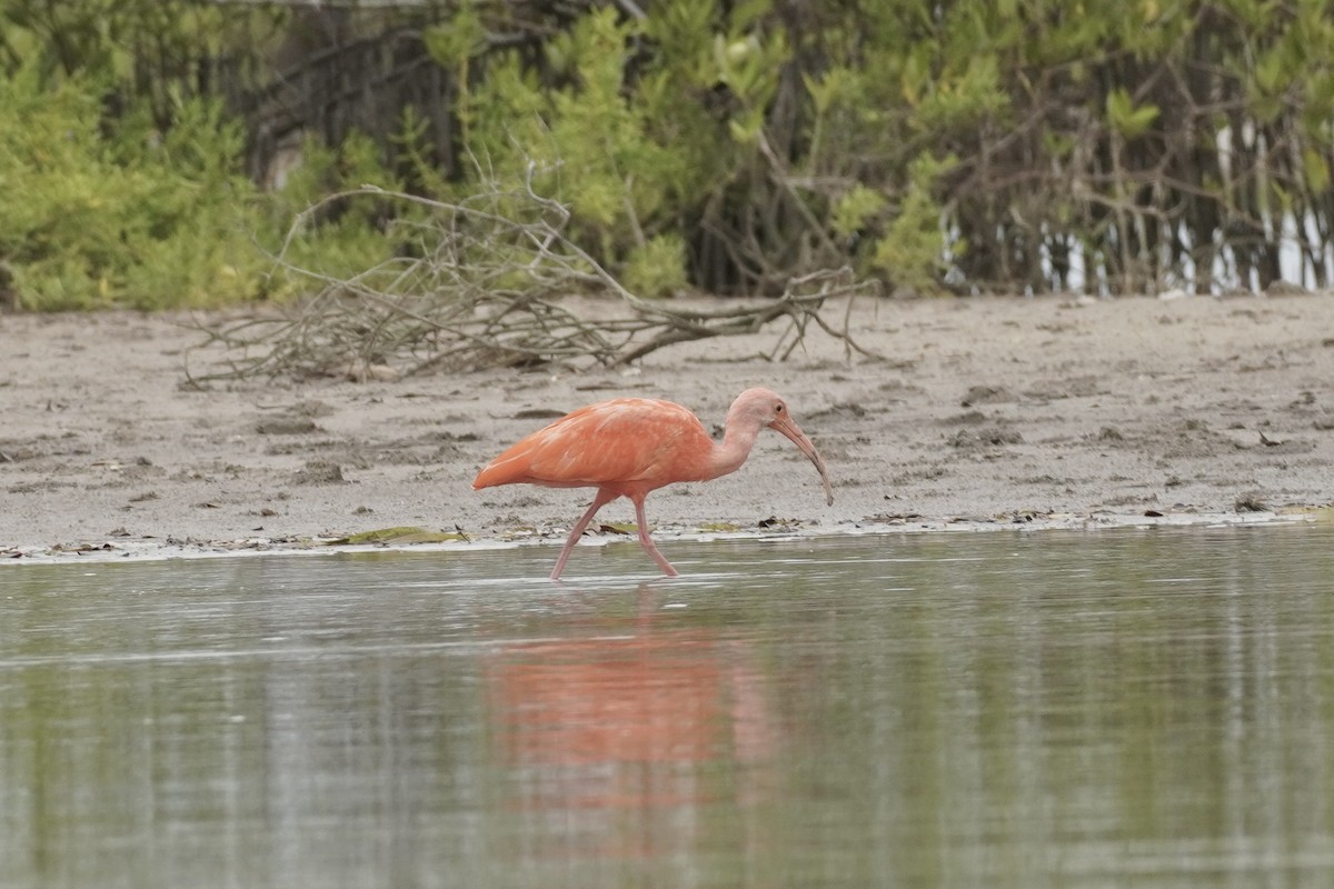 Scarlet Ibis - ML650517027