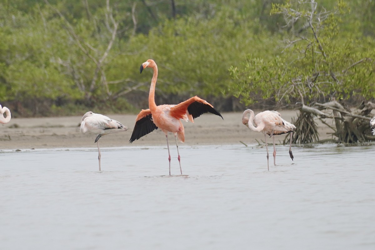 American Flamingo - ML650517092