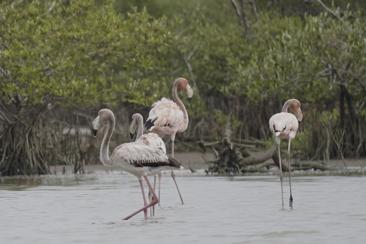 American Flamingo - ML650517097