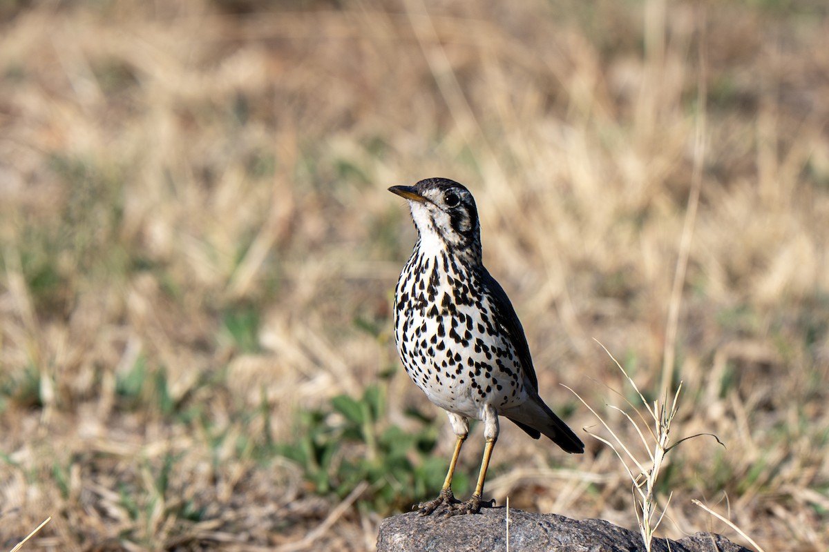 Groundscraper Thrush - ML650517206