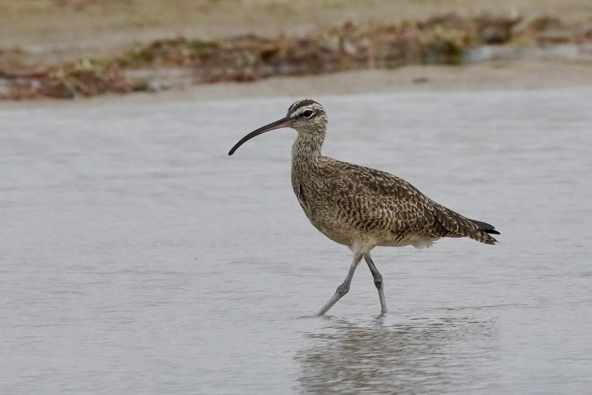 Hudsonian Whimbrel - ML650517208
