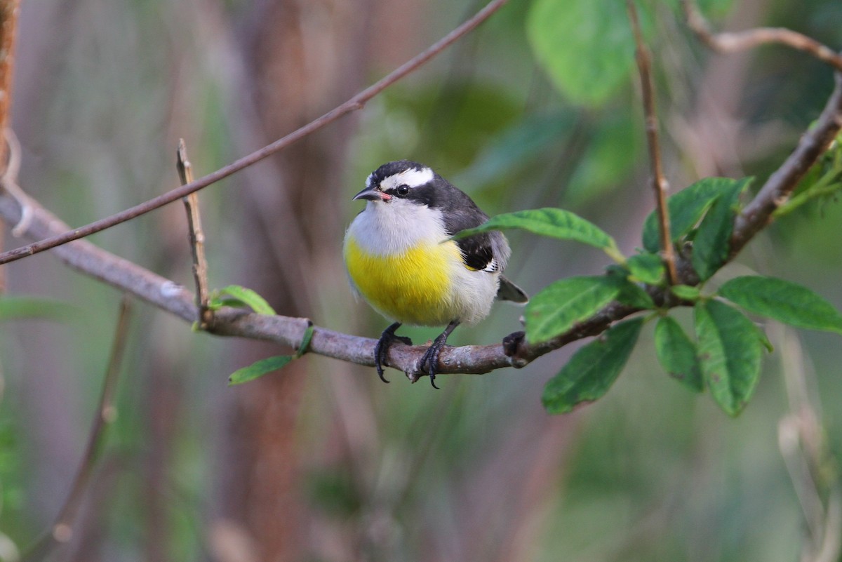 Bananaquit - ML65051731