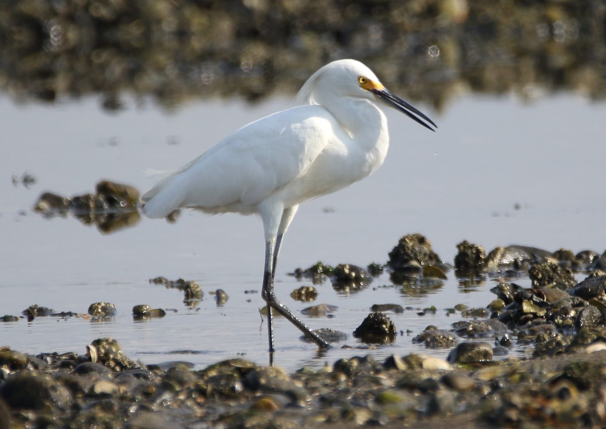 Snowy Egret - ML65051741