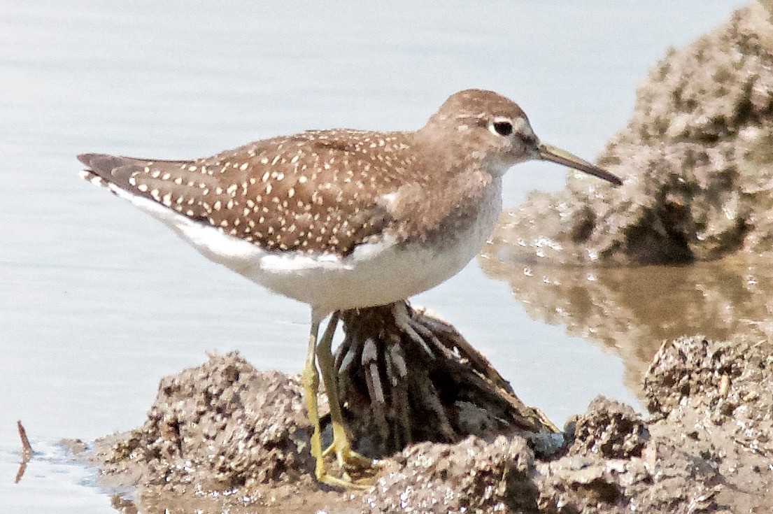 Solitary Sandpiper - ML650517418