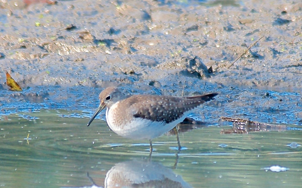 Solitary Sandpiper - ML650517419