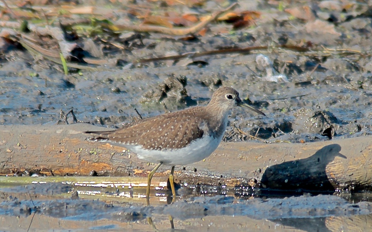 Solitary Sandpiper - ML650517420