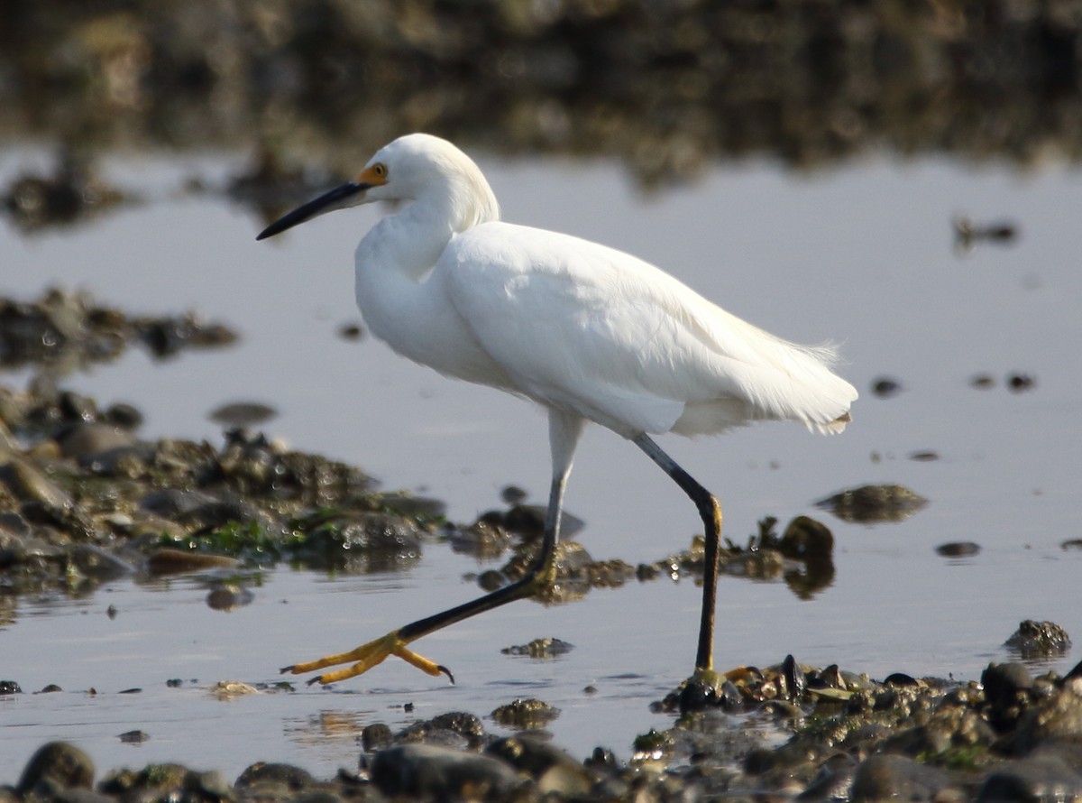 Snowy Egret - ML65051751