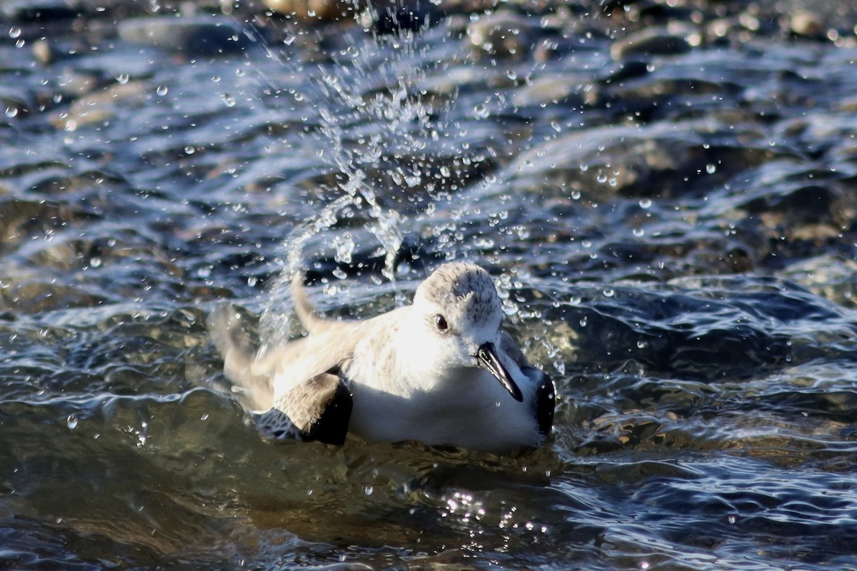 sandløper - ML650517723